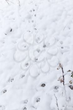 Dog footprints in the snow