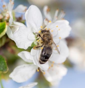 bee on a white flower on a tree. close