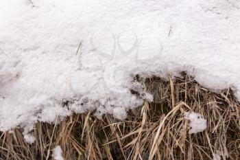 dry grass in the snow on the nature