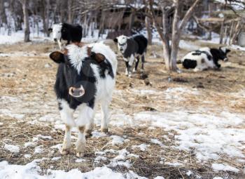 Cow in nature in winter