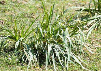 grass plant with big leaves