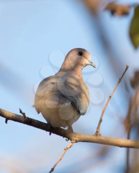 dove on the tree in nature