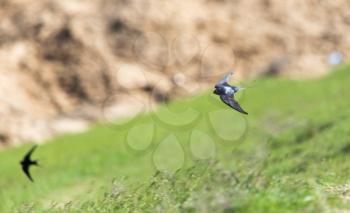 Swallow in flight in nature