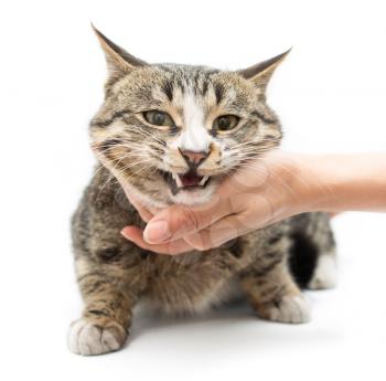 cat in hands on a white background