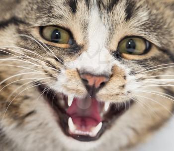 portrait of an evil cat. macro