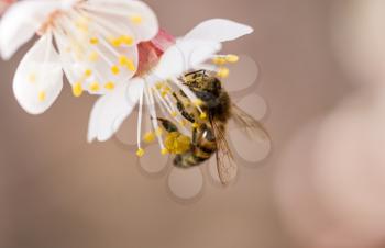bee on a flower in the nature. macro