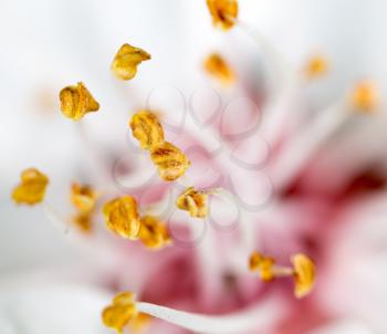 yellow pollen in a white flower. macro