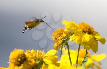 Sphingidae, known as bee Hawk-moth, enjoying the nectar of a yellow flower. Hummingbird moth. Calibri moth.