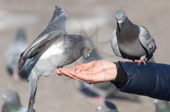 Pigeon on the hand on nature