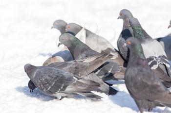 flock of pigeons on snow outdoors