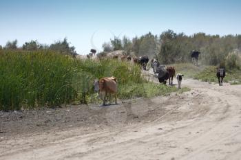 cows are on a dusty road