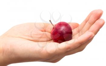 apple in hand on white background