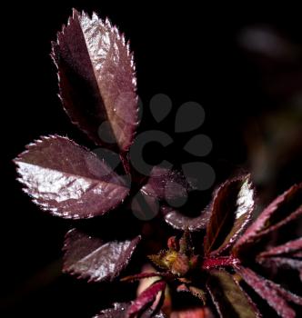 red leaves on a black background. macro