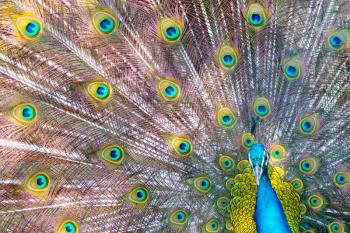 peacock showing beautiful plumage in breading season