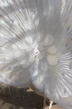 Portrait of the beautiful male white peacock with spread tail feathers