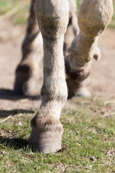 the horse's hooves on the nature