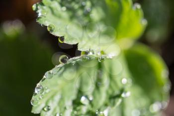 water drops on strawberry leaves