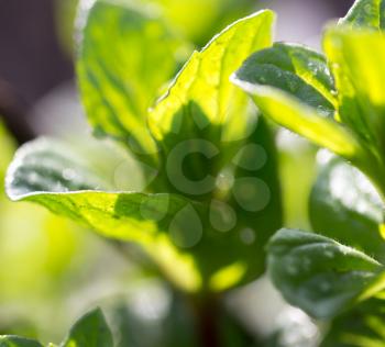 young leaves of mint in nature. macro