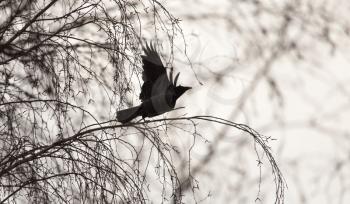 Black crow in flight sky