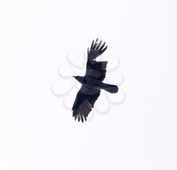 Black crow in flight sky