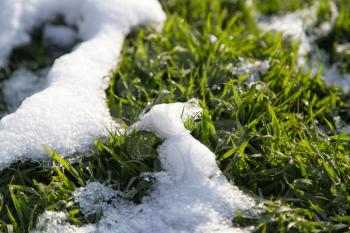 snow on the green grass in nature
