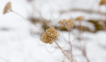 dry grass in the snow in the winter