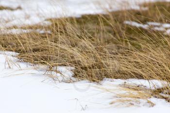 dry grass in the snow in the winter