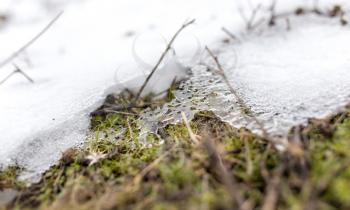snow on the grass on the nature