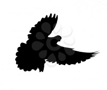 silhouette dove on white background