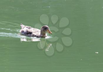 duck on the lake in the nature
