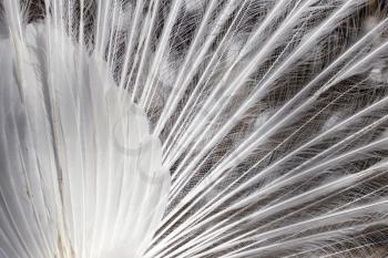 white peacock feathers as a background