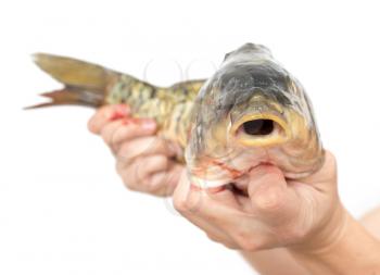 Carp in hand on a white background