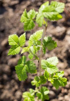 young raspberry leaves in nature