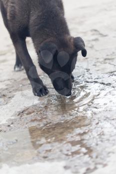 dog drinks water from puddles