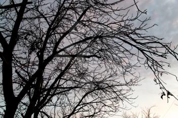 bare branches of a tree at sunset