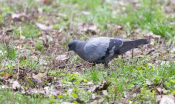 pigeon in the park on the nature