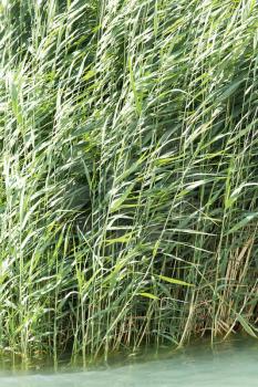 green reeds in nature