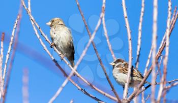 Sparrow on a tree against the blue sky