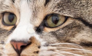 A macro shot of a young tabby cat's face