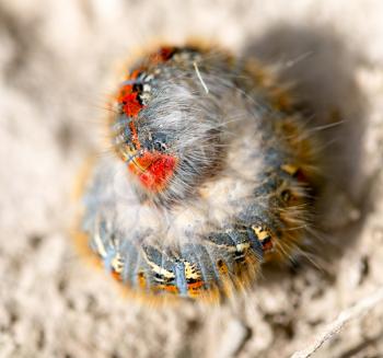 caterpillar on the ground in the nature close-up