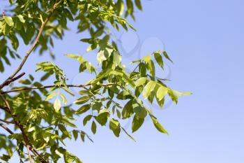 leaves on a tree against the blue sky
