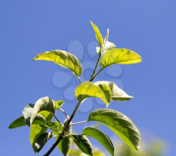 leaves on a tree against the blue sky