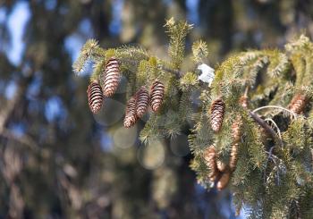 buds on the branches of spruce on the nature