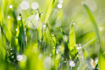 drops of dew on the green grass in nature. macro