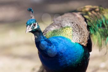 Beautiful peacock portrait. Big colorful bird in nature