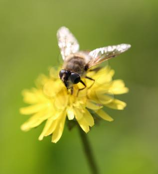 bee on yellow dandelion on nature