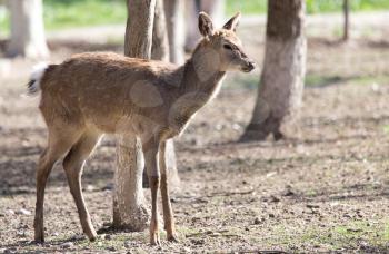 young female deer in a park on the nature