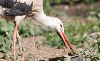 Stork in nature in zoo