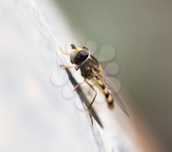 portrait of a fly in nature. macro