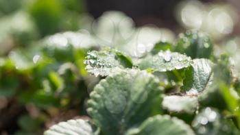 water drops on strawberry leaves